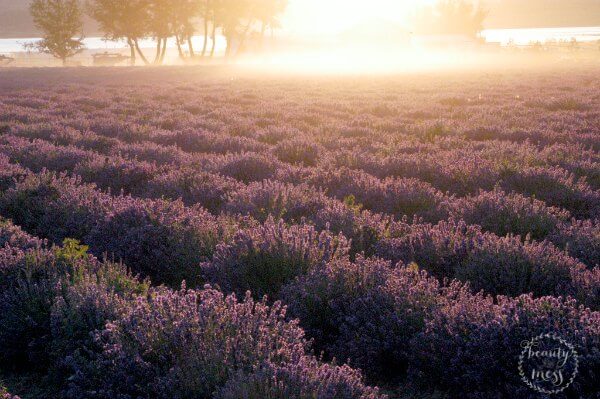 20 Brilliant Uses for Lavender Essential Oil That You Might Not Know