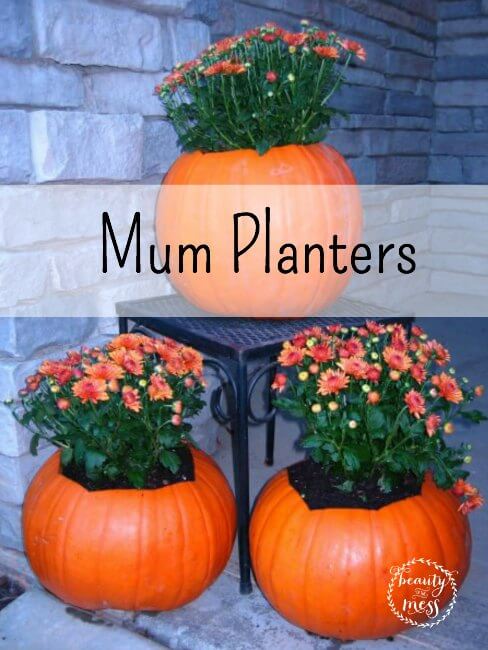 Pumpkins and mums