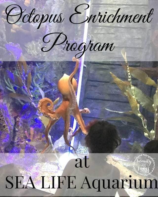 Octopus Enrichment Program at SEA LIFE Aquarium