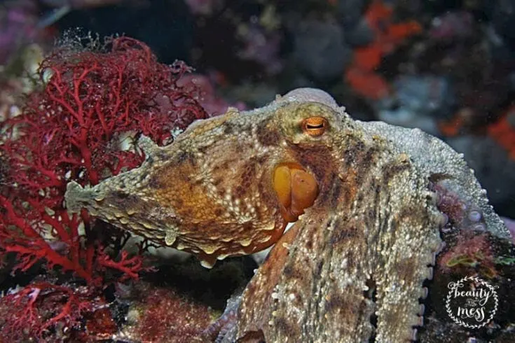 SEA LIFE Octopus Enrichment