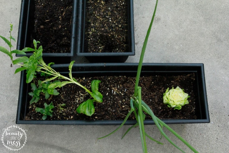 How to Grow Vegetables From Scraps Bought at The Store Easily 2