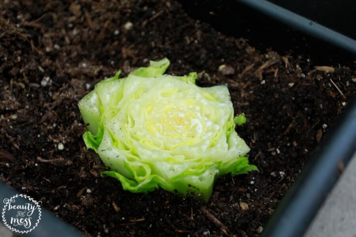 How to Grow Vegetables From Scraps Bought at The Store Easily