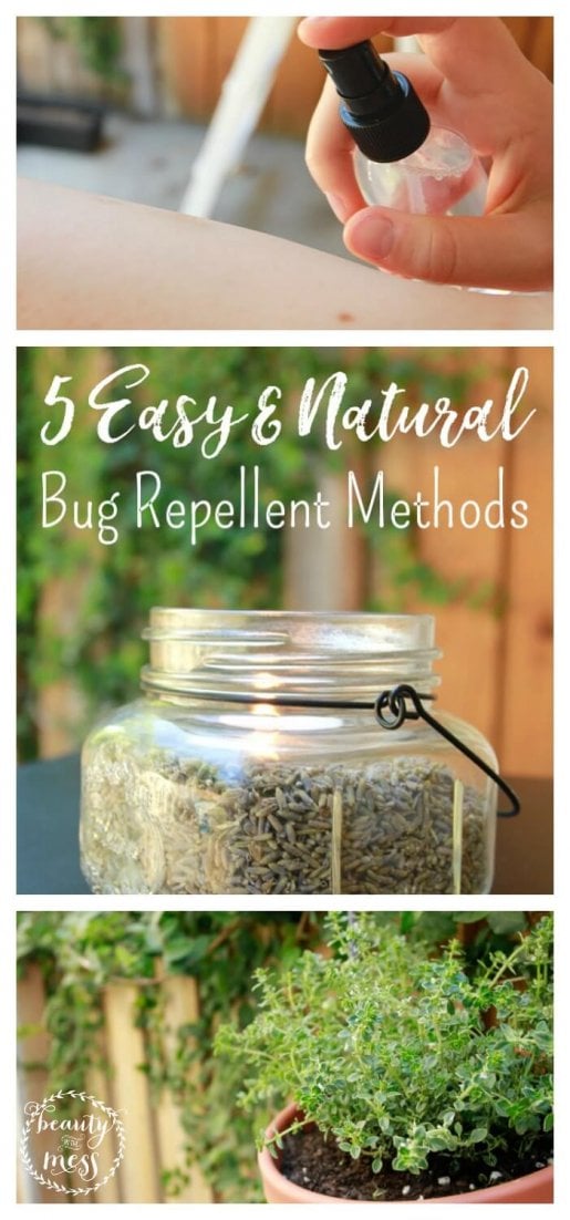 5 Easy and Natural Bug Repellent Methods for Outdoor Gatherings 1