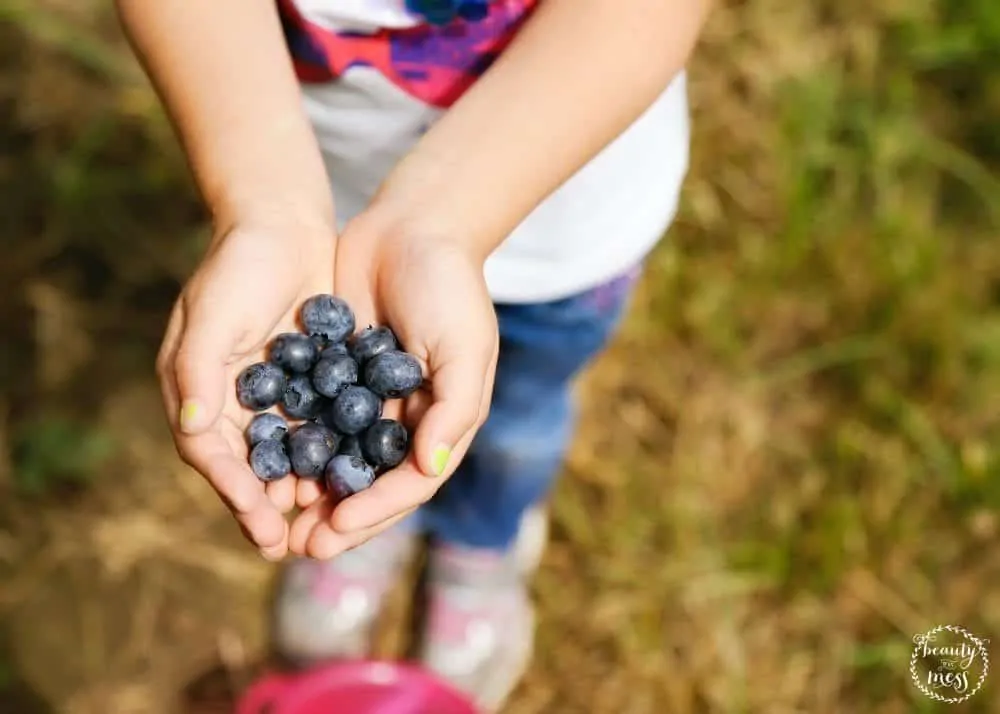 Family Activities in the Spring Blueberry picking