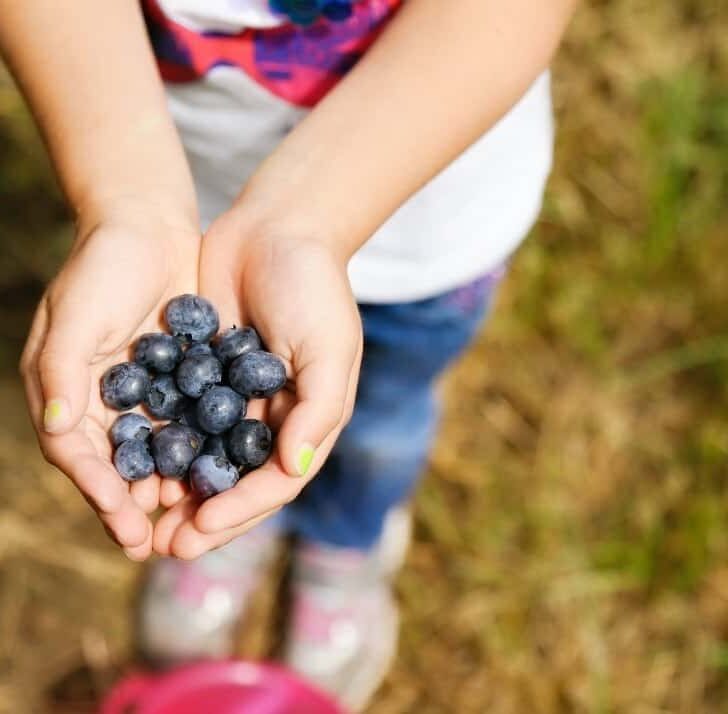 Family Activities in the Spring Blueberry picking