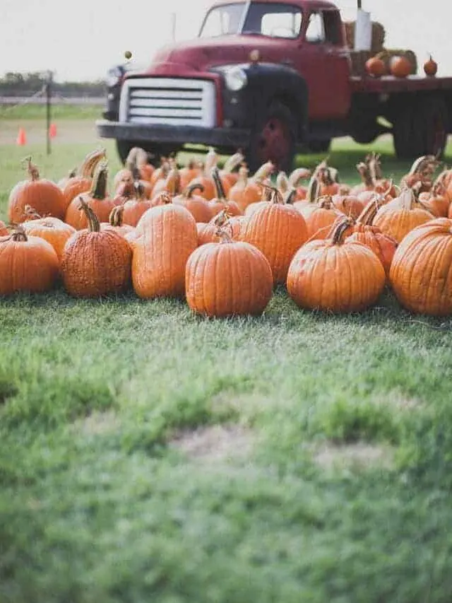 6 Fall-tastic Activities to Add to Your Fall Bucket List