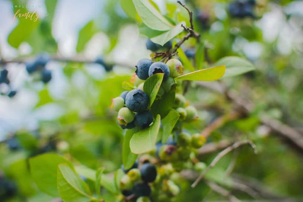 Tips For How to Grow Blueberries in Your Own Backyard 4
