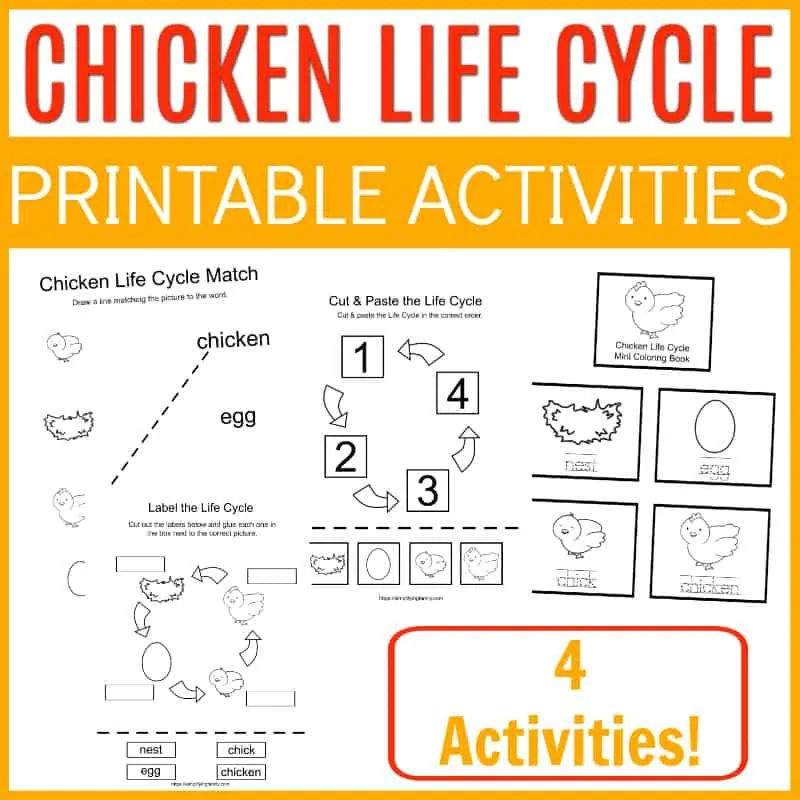 chicken life cycle printable activities
