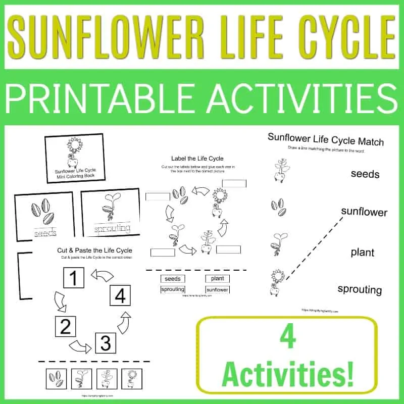 sunflower life cycle - seeds sprouting plant sunflower