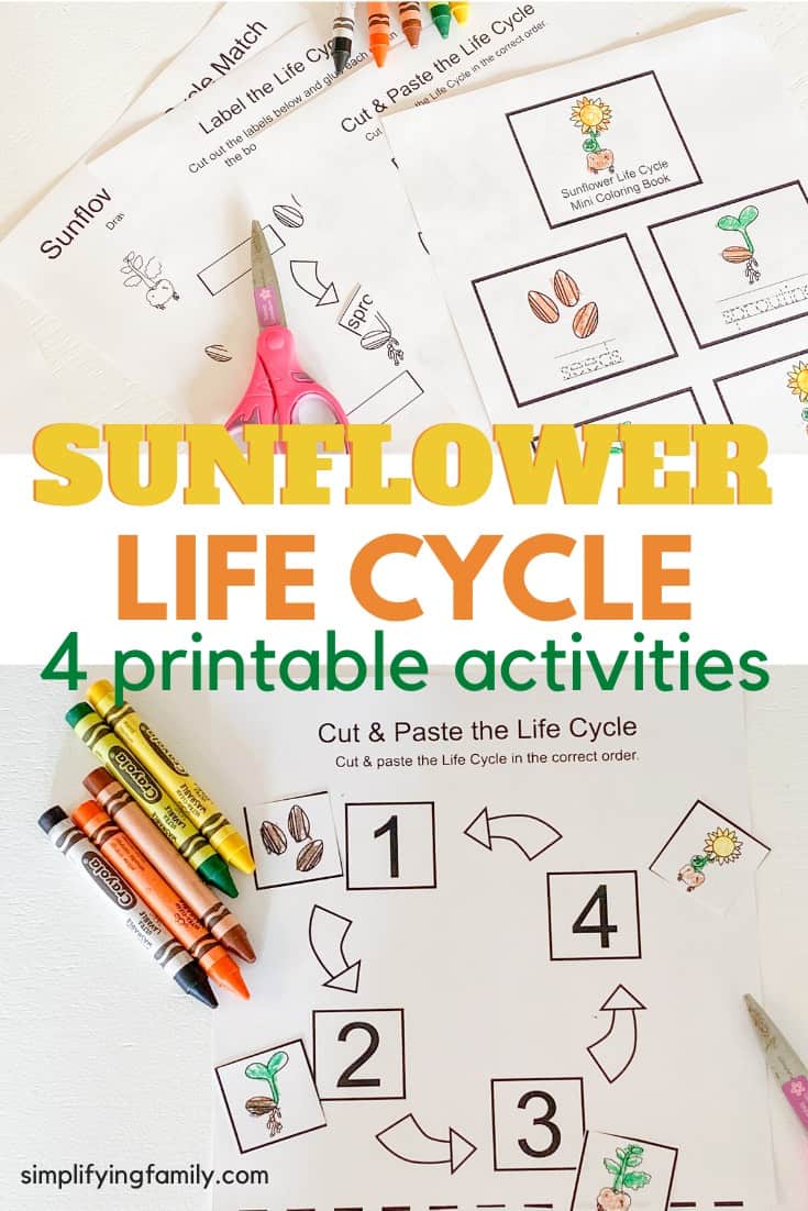 Sunflower Life Cycle Printable