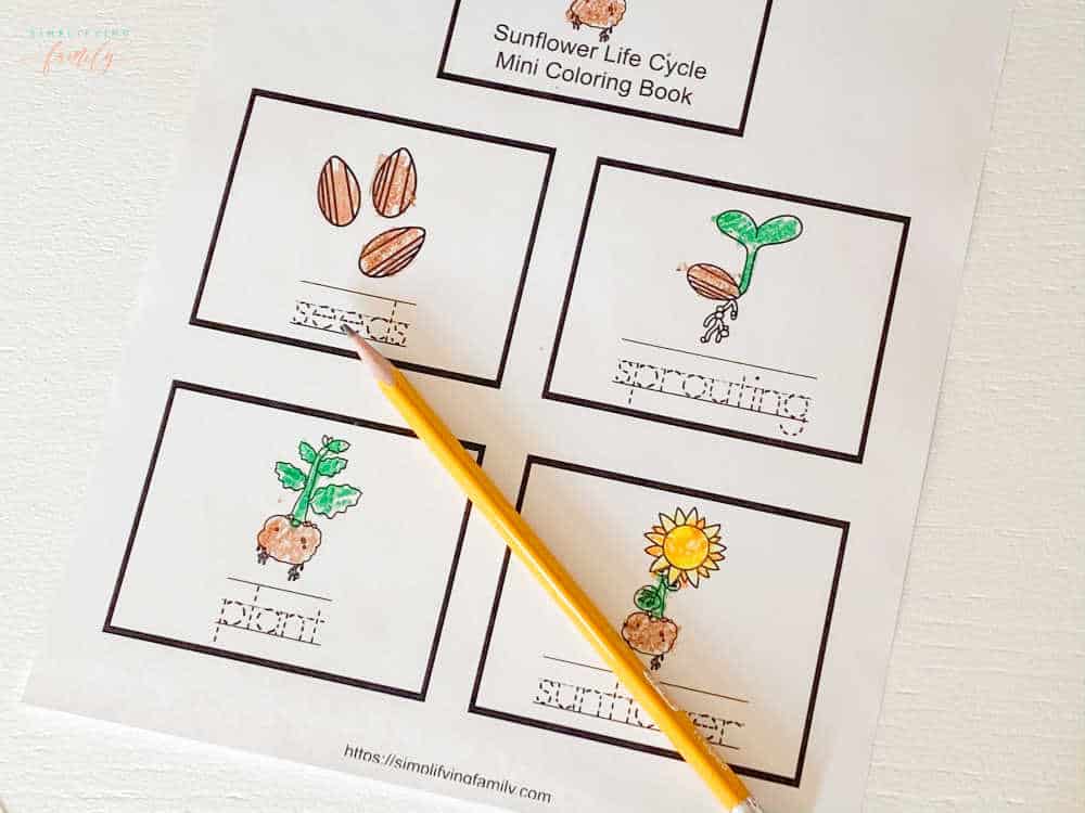 Sunflower Life Cycle: Fun Science Mini Coloring Book with 4 Activities 6