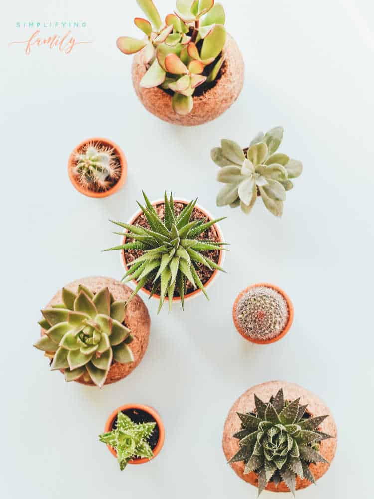Adorable Mini Potted Paper Cactus Craft Made with Cricut 1