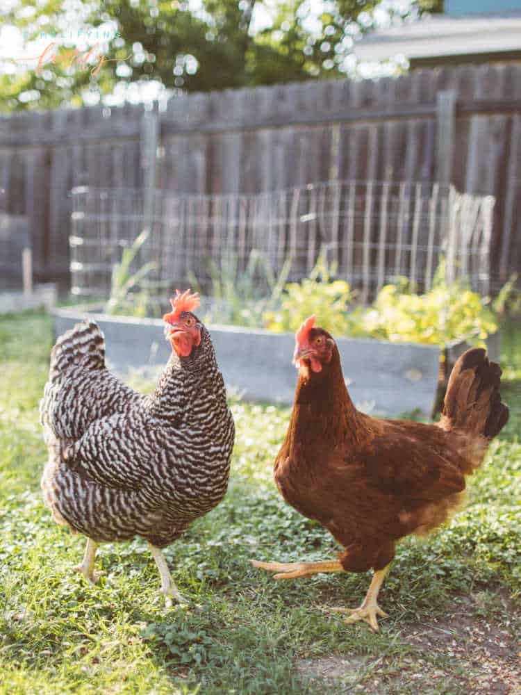 Help Kids Learn About The Chicken Life Cycle in 4 Steps 11