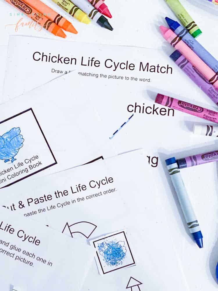 Help Kids Learn About The Chicken Life Cycle in 4 Steps