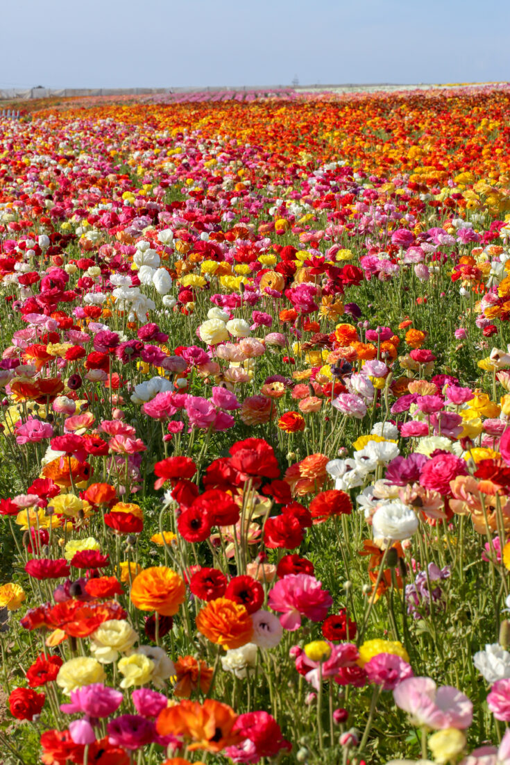The Incredible Flower Fields at Carlsbad Ranch Open with Colorful 2023 Bloom in North County San Diego 1