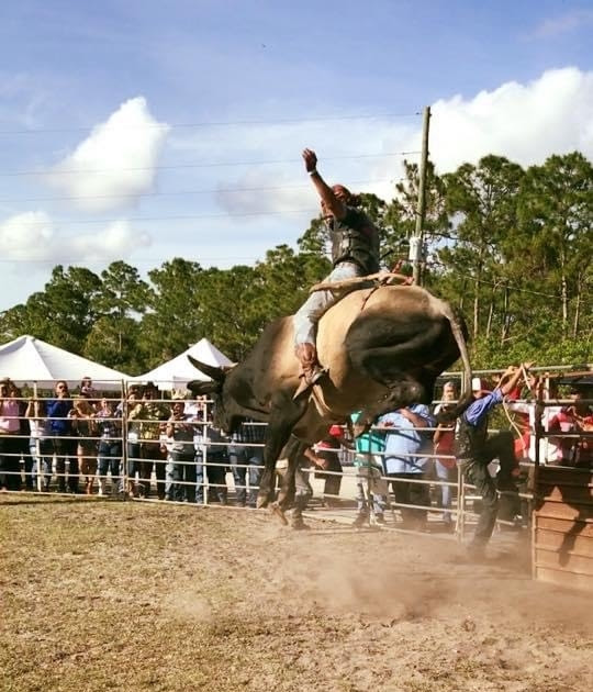 bull riding at Tampa Bay Rodeo